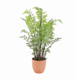 Potted Fern Plant 30"H Plastic/Terra Cotta